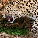 slides/IMG_8511.jpg wildlife, feline, big cat, cat, predator, fur, spot, amur, siberian, leopard, eye, whisker, prowl, tongue, fang WBCW79 - Amur Leopard